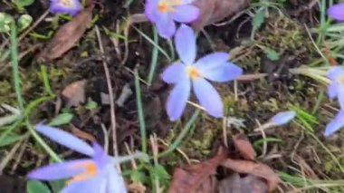 Kale parkındaki çayırda timsahlar. Yaklaş.