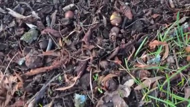 Kale parkındaki çayırda timsahlar. Yaklaş.