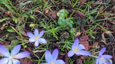 Kale parkındaki çayırda timsahlar. Yaklaş.