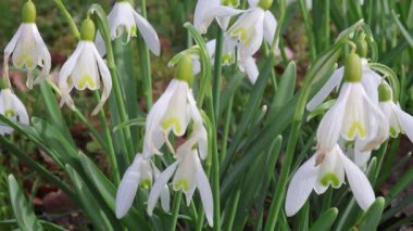Kale parkındaki çayırda kar damlası. Yaklaş.