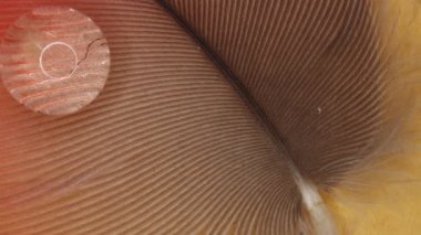 turuncu kuş tüyü su damlacıklarıyla büyüteç