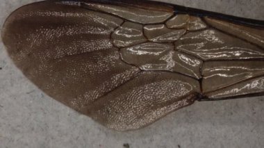 Damarları ve gözenekleri olan yaban arısı kanatları