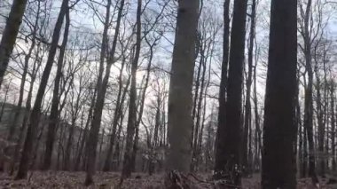 Resimli yaprak döken ormanda mavi güzel gökyüzü ile kış yürüyüşü