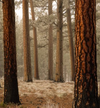 Ponderosa pine trees on three creeks road in sisters Oregon clipart
