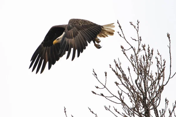 Φαλακρός Αετός Απογειώνεται Στο Πάρκο Reelfoot Lake State Στο Τενεσί — Φωτογραφία Αρχείου