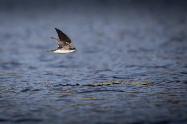 Yaz boyunca Tennessee 'de Reelfoot Gölü' nde yut.