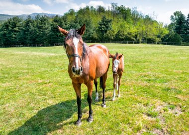 Safkan yavru at kısrak ile