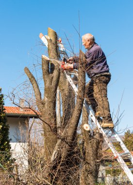 Testere ile kesme ağacı adamdır.