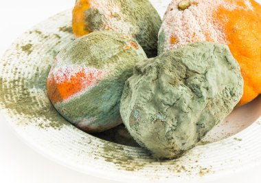 Çürük portakal ve limon kalıp ile kaplı.