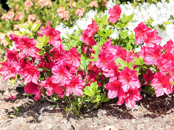 Pink azalea blooming. — Stock Photo, Image