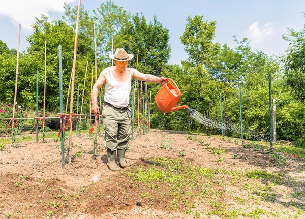 Jardineiro sênior está regando horta . — Fotografia de Stock