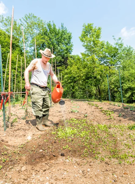 Jardineiro sênior está regando horta . — Fotografia de Stock