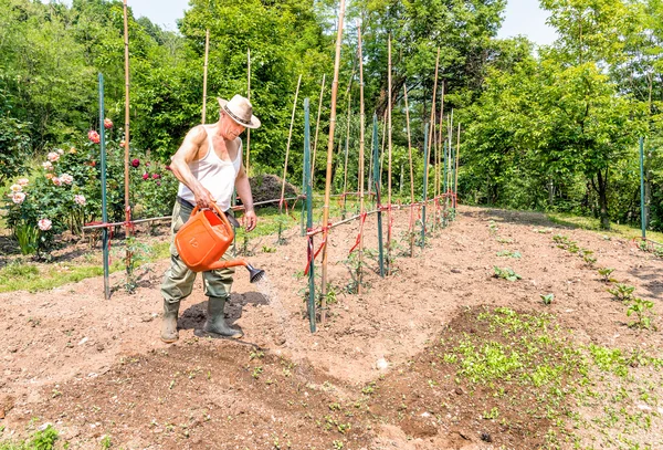 Jardineiro sênior está regando horta . — Fotografia de Stock