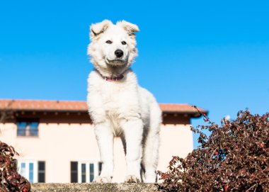 Beyaz swiss çoban köpek.