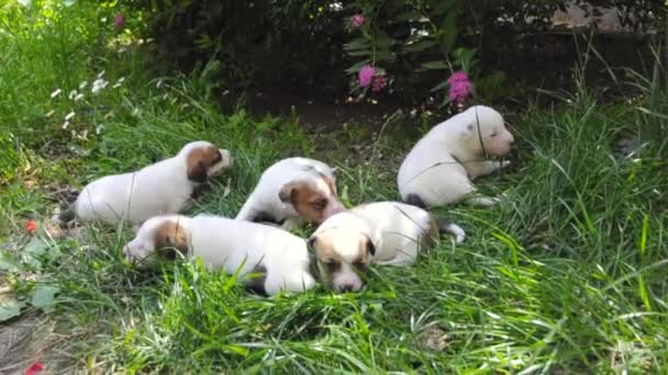 Jack Russell terrier puppies — стоковое видео