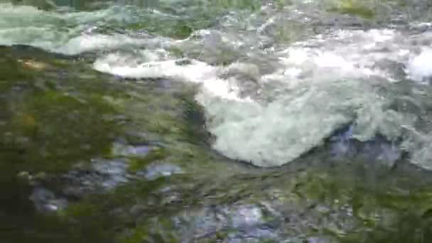 Flujo de agua en el río bosque — Vídeos de Stock