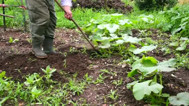 Senior man hoeing garden soil — Stock Video