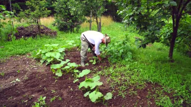 Старший человек копает землю для плантации . — стоковое видео