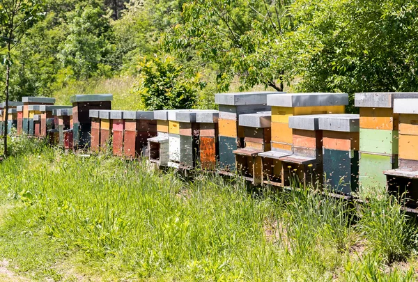 Fila de colmenas de abejas . — Foto de Stock