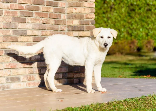 Roztomilý Bílý Pejsek Podobný Labrador Stojící Cihlové Zdi Venkovní Zahradě — Stock fotografie