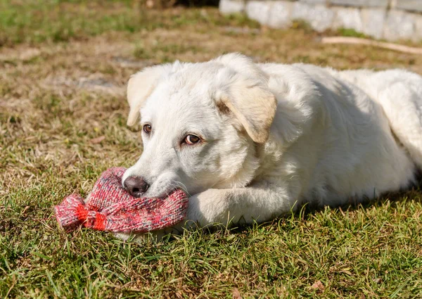 かわいい白い子犬の犬 同様のラブラドールは 庭でウールの靴下を噛んでいます — ストック写真