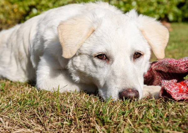Cute Biały Szczeniak Podobny Labrador Jest Żucie Wełnianej Skarpetki Ogrodzie — Zdjęcie stockowe