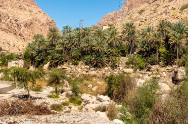 Vadi Tiwi vahasının manzarası. Umman Sultanlığı 'nda dağlar ve palmiye ağaçları..