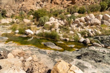 Vadi Tiwi vahasının su kaynakları, kayalar, palmiye ağaçları Umman Sultanlığı ile manzarası..