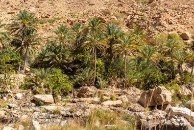Vadi Tiwi vahasının manzarası. Umman Sultanlığı 'nda dağlar ve palmiye ağaçları..