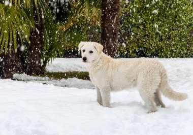Kar altında tatlı beyaz köpek yavrusu..