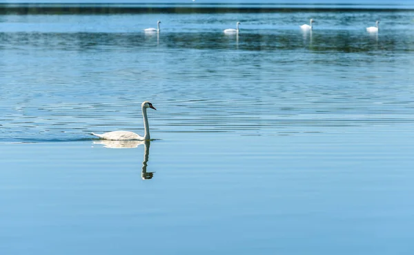 Белый Лебедь Плавает Озере Варезе Синий Фон Дикой Природы Озера — стоковое фото