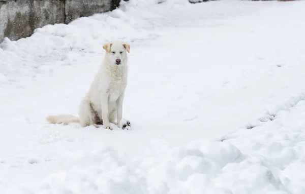 Cane Bianco Con Gli Occhi Chiusi Seduto Sulla Neve Sotto — Foto Stock