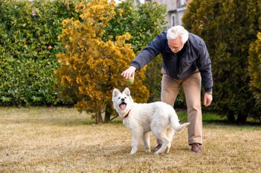 Yaşlı adam bahçede beyaz İsviçreli çoban köpeğiyle oynuyor..