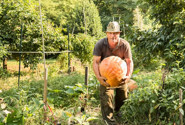 Hombre Mayor Con Gran Calabaza Naranja Orgánica Cosechada Huerto — Foto de Stock