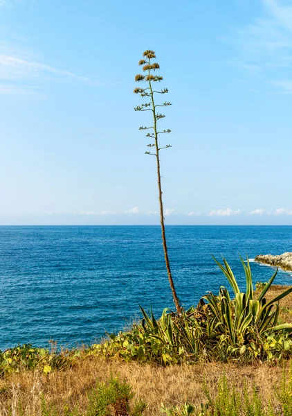 Agave Americana Växt Blom Stranden Medelhavet Sicilien — Stockfoto