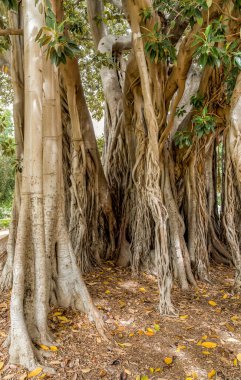 İtalya 'nın Palermo botanik bahçesindeki Ficus makrophylla dev ağacının en eski örneği..