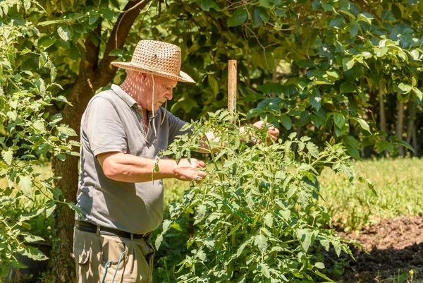 Homme Âgé Attache Les Plants Tomate Dans Potager Concept Jardin — Photo