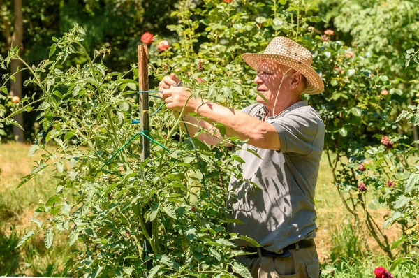 Anciano Está Atando Las Plantas Tomate Huerto Concepto Jardín Primavera — Foto de Stock