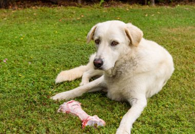 Beyaz köpek çimlerin üzerinde büyük çiğ kemikle.