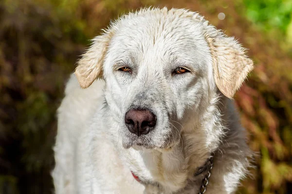 Porträtt Den Unga Vita Maremma Shepherd Hund Utomhus — Stockfoto