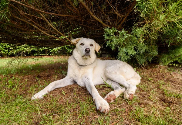 Bahçedeki Bitkinin Altındaki Beyaz Dişi Maremma Shepherd Köpeği — Stok fotoğraf