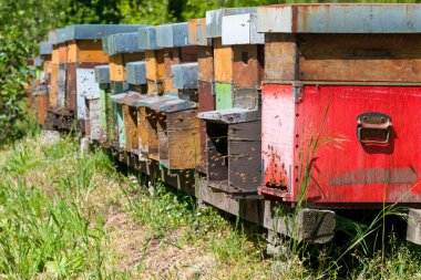 Honey beehive boxes