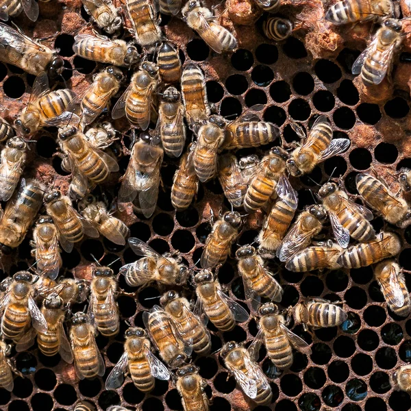 Werknemer bijen — Stockfoto