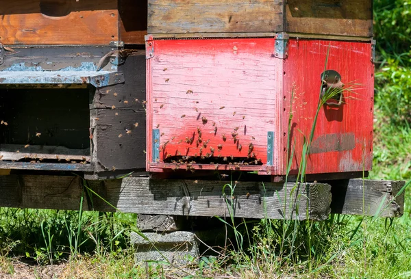 Honey beehive boxes — Stok fotoğraf