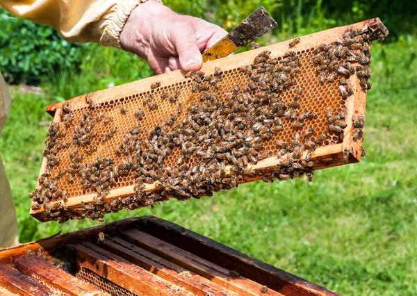 Abejas obreras —  Fotos de Stock