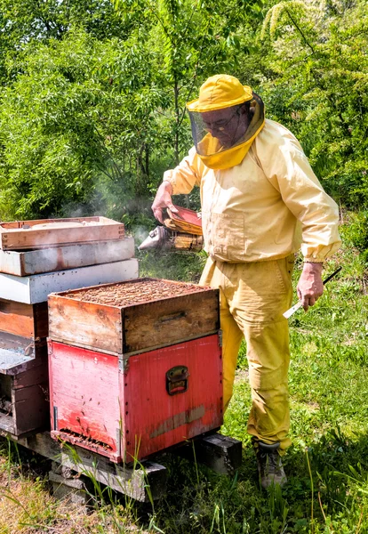 Beekeeper at work — Stok fotoğraf