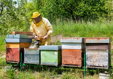 Arıcı apiary üzerinde arı lar ve arı kovanları ile çalışıyor. Arıcılık kavramı.