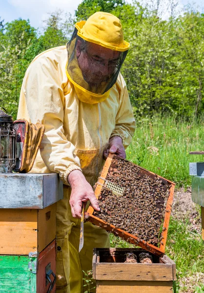 养蜂人正在与蜜蜂和蜂巢在蜂巢上工作 养蜂概念 — 图库照片