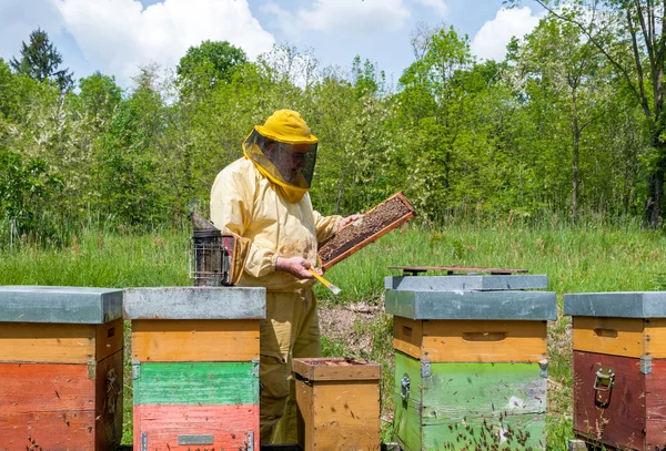 Biodlaren Arbetar Med Bin Och Bikupor Apiary Biodling Concept — Stockfoto