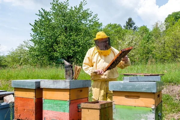 Apicultor Está Trabajando Con Abejas Colmenas Colmenar Concepto Apícola —  Fotos de Stock